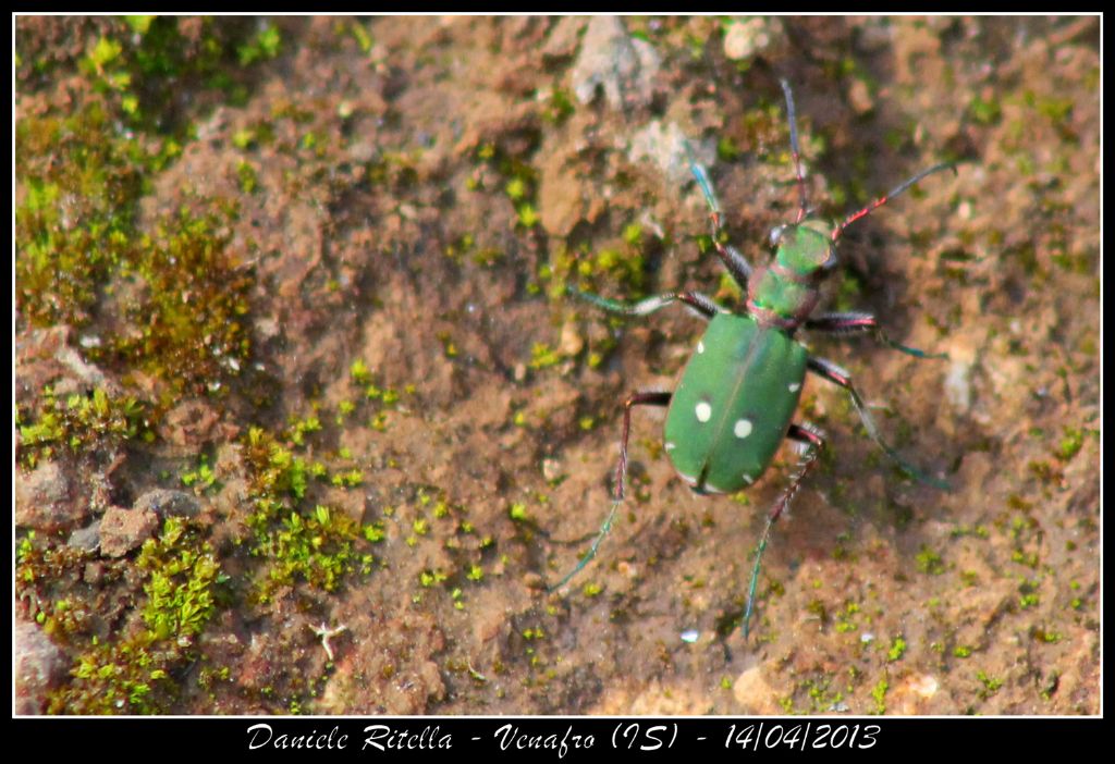 Cicindela campestris campestris